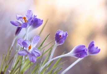 Zbliżenie na fioletowe krokusy, symbol budzącej się wiosny © mycatherina