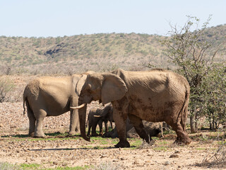 Obraz premium Wüstenelefant, Loxodonta africana in Namibia Damaraland 