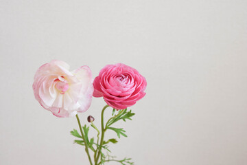 ピンクのラナンキュラス