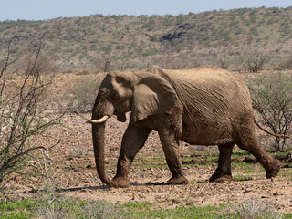 Fototapeta premium Wüstenelefant, Loxodonta africana in Namibia Damaraland 