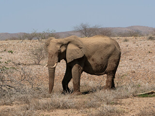 Fototapeta premium Wüstenelefant, Loxodonta africana in Namibia Damaraland 
