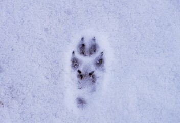 Pojedynczy ślad zwierzęcia odciśnięty w świeżym śniegu na leśnej ścieżce. Zimowa sceneria nawiązuje do tropienia, myślistwa i obecności dzikiej przyrody.  © Adam