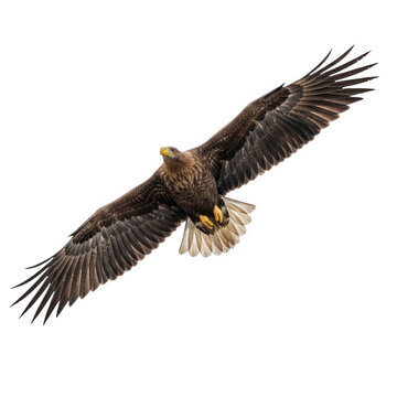 Majestic eagle in flight with wings spread wide