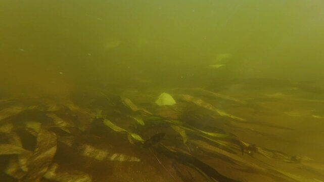 flooded swamp, arrowhead long leaf submerged aquatic plant in freshwater stream, silt substrate riverbed, visible sunshine, nutrient rich muddy water, Riv river in Demydivka, underwater aquascape idea
