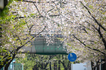 Cherry blossoms in Osaka, Japan in spring