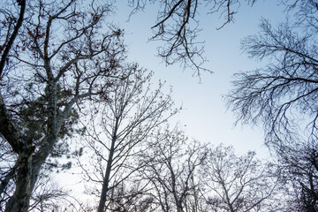 Bare Tree Branches Against Clear Winter Sky, Low Angle View