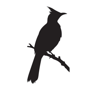 African red eyed bulbul bird Silhouette Design And Illustration.