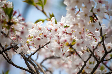 Cherry blossoms in Osaka, Japan in spring