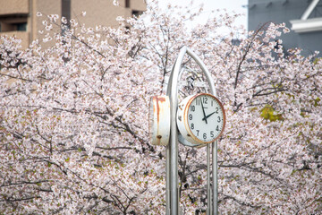Cherry blossoms in Osaka, Japan in spring