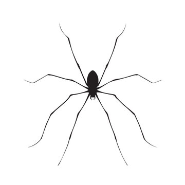 The whip spider silhouette showcases a striking arachnid form with long, delicate legs and an extended antenna-like pair that creates a dramatic and mysterious appearance. Its flat body and wide stanc
