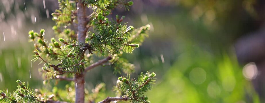 Young Juniper Shoots in Spring Rain with Soft Sunlight