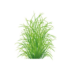 Fototapeta premium Realistic Green Grass Bush Isolated on White Background