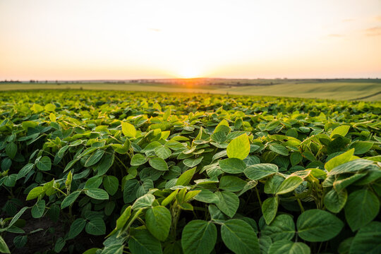 Soybean field at sunset showing abundant green crops cultivated in agricultural farmland, illustrating concepts of nature, growth, and sustainable farming