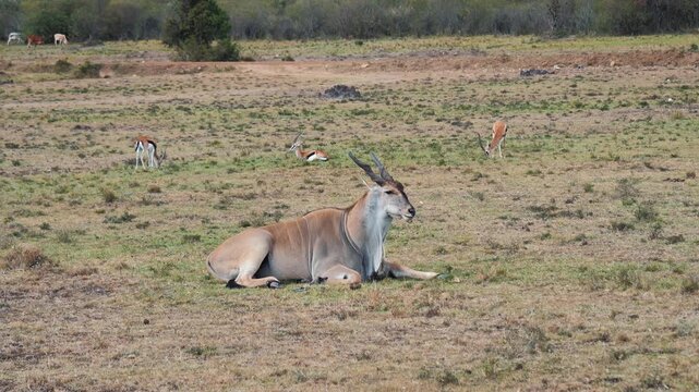 Male common eland with impressive horns resting on the dry grass of the african savannah, surrounded by a herd of springboks peacefully grazing in the background. Safari in masai mara reserve