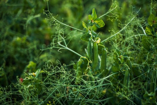 Pea plant growing outdoors in a garden, displaying multiple green pods hanging from the stem with delicate tendrils and fresh leaves, symbolizing organic farming and natural produce