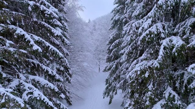 Drone flight through a beautiful snow-covered forest. Winter drone flight in a German forest. Beautiful view of the treetops from a drone.