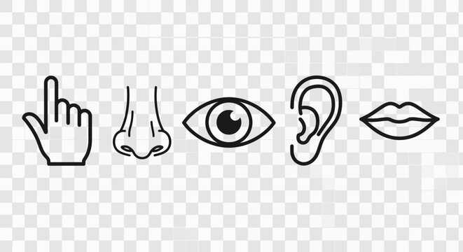 An illustration of a hand, nose, eye, ear, and lips on a transparent background