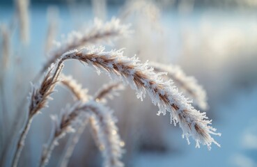Close up of dry plant stalks covered in frost crystals. Delicate ice formations on grass stems in cold winter weather. Gentle light on frozen nature.