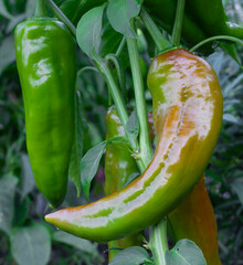 Ripe green chili up close still growing on t he plant