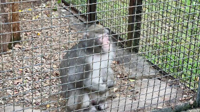 A monkey in a cage at the zoo
