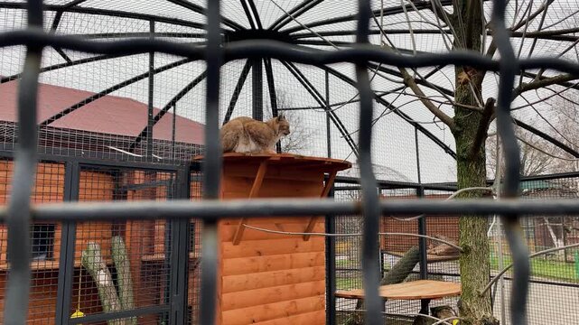 A lynx in a cage at the zoo