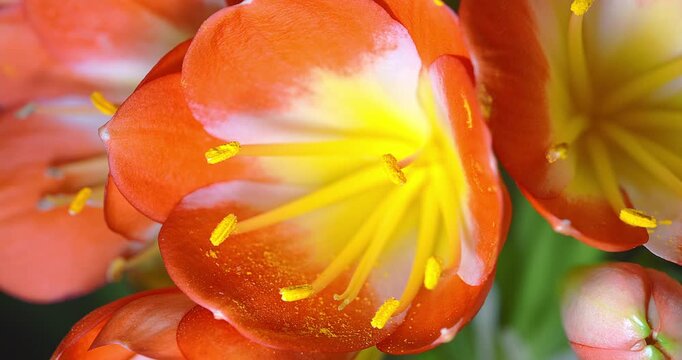 Macro - Flowering of a Clivia