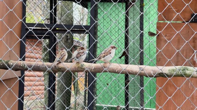 Sparrows in a cage at a zoo, kept in captivity