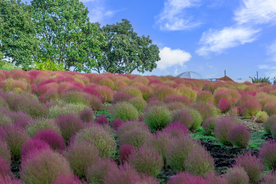 秋の深まりを感じさせるコキア（ホウキギ）の風景
「標高850メートル。「一歩ごとに、心がほどける秋の道。」」
大分県竹田市(花公園スポット)
A landscape of kochia (broom tree) that evokes the deepening of autumn