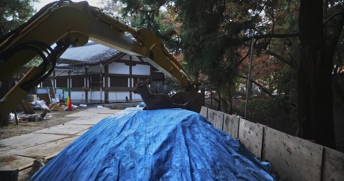 Cute deer laying on blue construction tarp near large excavator - wide, steady cam shot