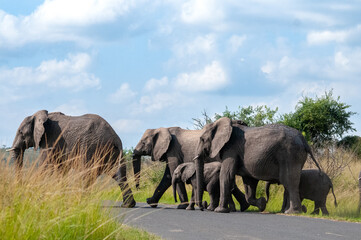 African Elephant Herd Crossing Road in Hluhluwe Imfolozi Park, South Africa © Andrew