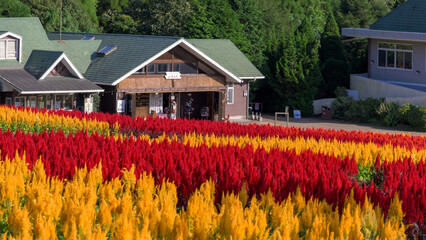 ケイトウ（羽毛ゲイトウ）が鮮やかに咲き誇る風景
「秋が燃える。心に火を灯す赤と黄色の協奏曲。」
大分県竹田市(花公園スポット)
A scene of vibrantly blooming cockscombs (feather cockscombs).
