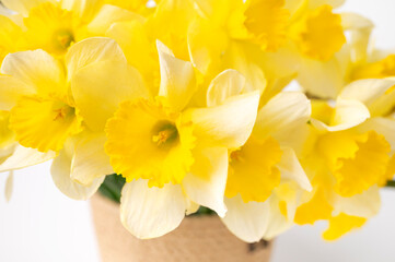 Obraz premium Spring floral background. Yellow daffodils close-up on white background. Bouquet of daffodils, narcissus for Easter, March 8, International Women's Day and birthdays