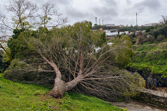View of a fallen tree sprawled across a grassy slope against a backdrop of white buildings and industrial chimneys, Setenil de las Bodegas, Andalusia, Spain.