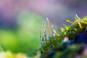 朝露に濡れるミズゴケの胞子体と朝日 / Sphagnum sporophytes wet with morning dew and morning sun