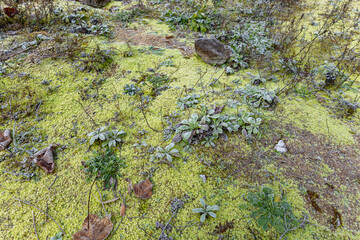 Close-up of vibrant yellow-green moss and small plants on the ground, detailed with frost and scattered dry leaves. Perfect for nature backgrounds.