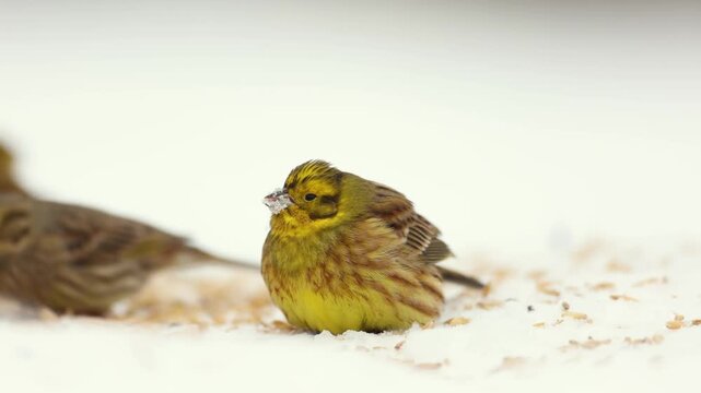 Bird - male Yellowhammer ( Emberiza citrinella ) small yellow bird under the feeder winter snowy time Poland Europe