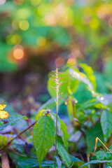 朝日を浴びて朝露に濡れる雑草の穂 / Grass seed heads wet with morning dew in the morning sun
