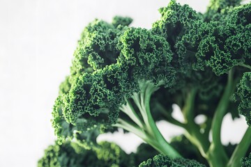 Fresh Kale Leaf Stack for Cooking