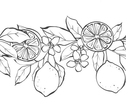 Minimalist lemon fruits and flowers seamless border line art