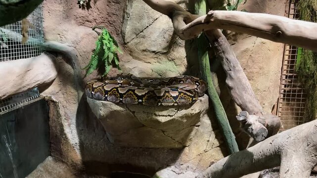 A boa constrictor in a terrarium with water