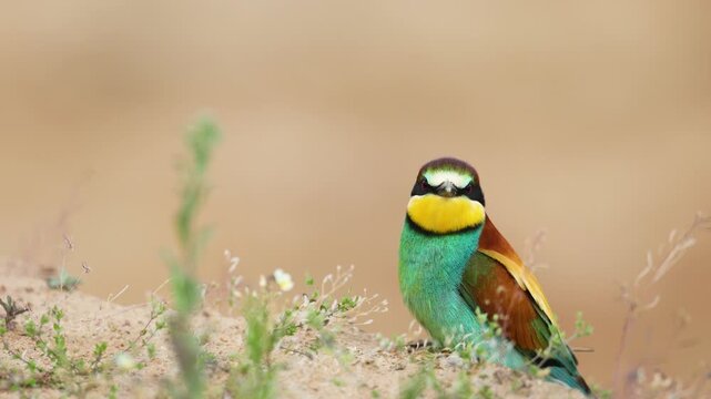 Bird - European Bee-Eater Merops apiaster sitting near breeding colony. Wildlife scene of Nature in Northern Poland - Europe, summer time