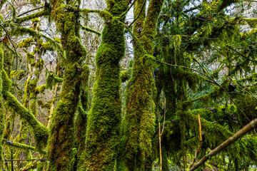 Fototapeta premium Ancient mossy forest with green moss covering tree branches. Magical mystic woodland landscape. Scenic primeval nature background for eco, environment and outdoor concepts.