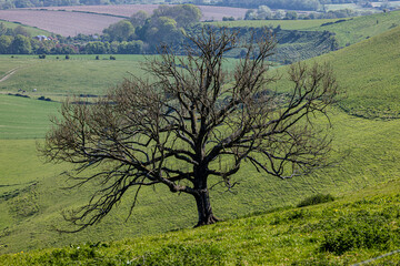 A tree on a hillside along the South Downs Way in Sussex