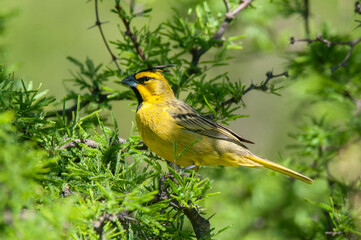 Obraz premium Yellow Cardinal in Calden Forest environment, Endangered species in La Pampa, Argentina