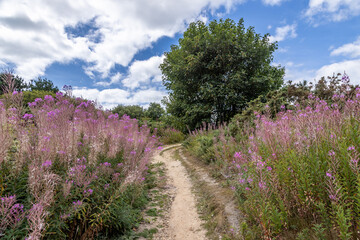 Looking along a footpath lined with fireweed, on a summer's day on the Isle of Wight