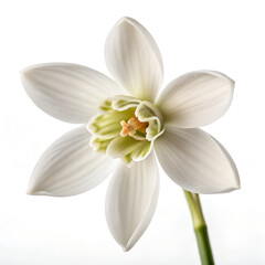 A blooming white snowdrop flower on white background , first day at spring,  high resolution image. 