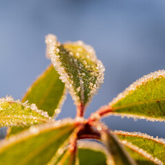 朝日を浴びて霜が降りたアセビの葉 / Japanese Andromeda leaves covered with frost in the morning sun