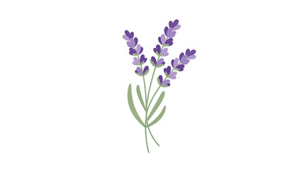 Fototapeta premium Stylized illustration of lavender sprigs, purple flower heads, green stems, white background