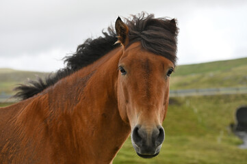 Obraz premium Icelandic Horse On A Summer Meadow