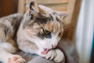 portrait of a cat © Arthur